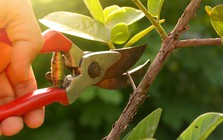 6 loại cây cần cắt tỉa ngay trong tháng 8