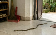 Rắn bò vào nhà có trẻ nhỏ nên làm gì đầu tiên?