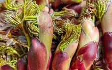 Việt Nam có loại rau dại được Trung, Nhật, Hàn cực ưa chuộng: Bổ như sâm, giá đắt hơn cả thịt!