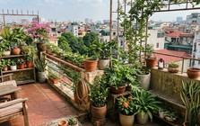 Lời khuyên khi đặt nhiều chậu cây trên ban công, sân thượng