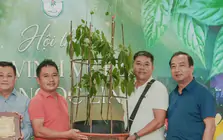 'Hoa hậu' sâm Ngọc Linh bán đấu giá hơn 700 triệu đồng