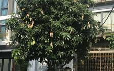 5 lý do nên trồng một cây xoài trong nhà