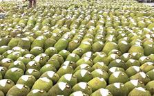Việt Nam có loại quả 'cứu tinh của thế giới' khiến Trung Quốc phải thừa nhận ngon hơn 'của nhà trồng', cực giàu protein, diện tích trồng hơn 80.000 ha