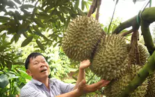 Để nông sản tỷ đô không vỡ trận xuất khẩu - Kỳ 2: Lộ 'miếng bánh' béo bở