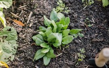 5 loại rau nên trồng ngay cuối tháng 8, vừa dễ trồng, vừa nhanh cho thu hoạch