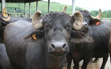 Nỗi oan của trâu Ấn Độ