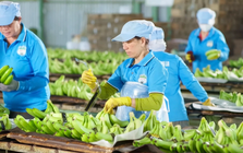 HAGL đã bán gần 15 triệu cổ phần tại HGI với giá thấp hơn 25% giá IPO
