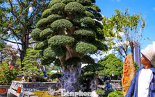 Cây duối cổ trăm tuổi khoe dáng ở phố biển Gia Lai