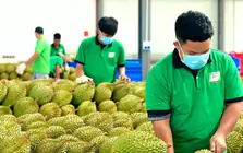 Cấp mã số vùng trồng: Chuyển từ 'xin - cho' sang tự chịu trách nhiệm