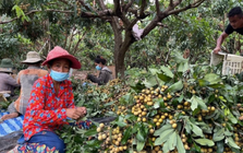 Trồng thử loại quả nổi tiếng của Việt Nam, anh nông dân tại Bangladesh trúng lớn: Giá bán hơn 200.000 đồng/kg, mỗi năm thu hoạch 2 vụ