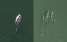 Nước mắt của biển: Chiếc drone vô tình ghi lại khoảnh khắc giữa đại dương khiến chúng ta phải lặng người