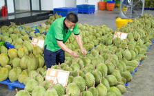Gỡ 'vòng kim cô', mở lối cho trái cây Việt xuất ngoại