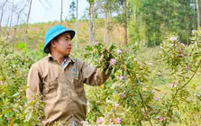 Hai lần khởi nghiệp trắng tay, đổi đời nhờ loài cây mọc dại