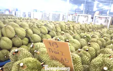 'Nóng' chất vấn sai phạm xuất khẩu sầu riêng