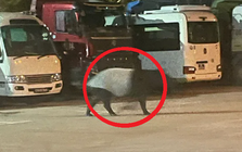 Đang đi dạo, người dân bỗng phát hiện cảnh tượng "nổi da gà" liền bỏ chạy