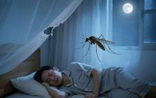 Vì sao muỗi vo ve trong bóng tối, nhưng lập tức biến mất khi bật đèn?
