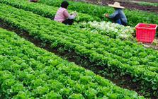Mỹ đánh giá loại rau lọt top “tốt bậc nhất thế giới”, người Việt ăn liên tục mà không hay biết