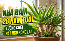 Cây nha đam 28 năm tuổi héo khô suốt 2 năm bỗng bật chồi, cách xử lý của người bà khiến dân mạng nể phục