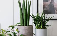 10 loại cây lọc không khí tốt nhất