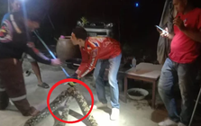 Đang ngồi trong nhà, người dân bất ngờ thấy cảnh tượng "nổi da gà", cả làng kéo đến xem