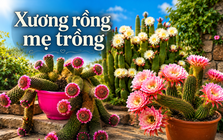 Cây xương rồng mẹ trồng 19 năm bất ngờ “nằm dài” khắp chậu, đến khi nở hoa ai cũng trầm trồ.