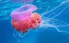 Sứa lửa 'tấn công' người tắm biển Nha Trang
