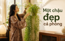 Người phụ nữ chỉ đặt một chậu cây 4 năm tuổi trong phòng khách, ai bước vào đều khen: “Nhìn thôi đã thấy thư thái”