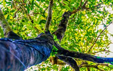 Tận thấy quần thể chè quý hiếm giữa rừng nguyên sinh Quảng Ninh
