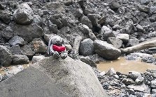 Bức ảnh nhói lòng nhất sau vụ lũ quét tại Nepal - Trung Quốc
