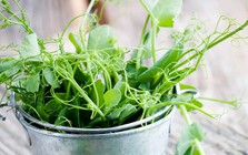 7 loại rau nên trồng ngay trong tháng 9, có loại chỉ ít tuần đã bắt đầu được thu hoạch