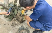 Mua chậu câu cảnh trên mạng với giá hơn 200.000 đồng, nhiều ngày sau chứng kiến cảnh tượng kinh hãi