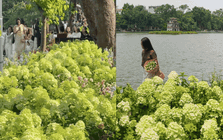 Dịp nghỉ lễ 2/9, Hồ Gươm đẹp như một bức tranh mùa thu: Hoa nở rực rỡ, góc nào cũng đông người check-in