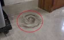 Phát hiện da rắn trong nhà nên làm gì đầu tiên?