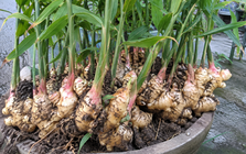 6 lợi ích khi trồng gừng trong nhà