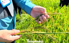 Nắng nóng rồi mưa lớn, hàng nghìn ha lúa hè thu ở Nghệ An 'không cúi đầu'