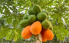 Lời khuyên đến tất cả các gia đình đang trồng cây đu đủ
