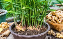 Lời khuyên đến tất cả các gia đình đang trồng gừng