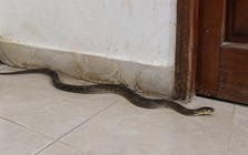 Thấy rắn nằm sát chân tường nhà nên làm gì đầu tiên?