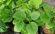 Lời khuyên đến tất cả các gia đình đang trồng rau mồng tơi
