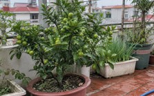 Lời khuyên đến tất cả các gia đình đang trồng cây quất