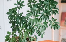 Lời khuyên đến tất cả các gia đình đang trồng cây ngũ gia bì