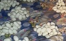 Trở về nhà sau 6 tháng đi làm, chứng kiến cảnh tượng kinh hoàng ngay khi mở cửa