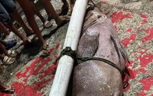 Ngư dân bắt được con cá mú khổng lồ nặng 130kg trên biển