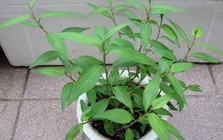 Lời khuyên đến các gia đình đang trồng rau răm