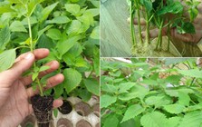 Lời khuyên đến tất cả các gia đình đang trồng rau kinh giới