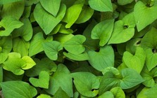 Lời khuyên đến tất cả các gia đình đang trồng cây diếp cá