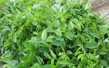 Lời khuyên cho những gia đình đang trồng cây rau ngót