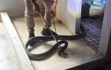 Thót tim cảnh rắn hổ mang chúa "khủng" hơn 3m vắt mình lên mái phòng tắm rình mồi, chủ nhà tá hoả gọi đội cứu hộ