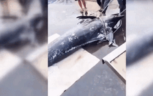 Cá 'khủng' cập cảng Đắk Lắk, hàng chục người cùng khiêng lên bờ