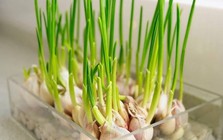 Lời khuyên đến tất cả các gia đình đang trồng tỏi trong nhà